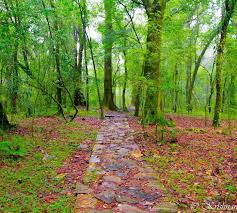 Sacred forest paths